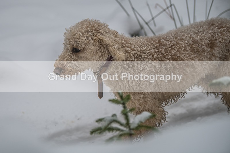 Glentress-1505 - High Terrain Events Glentress 42, 21 & 10K Trail Races Sunday 15th February 2026