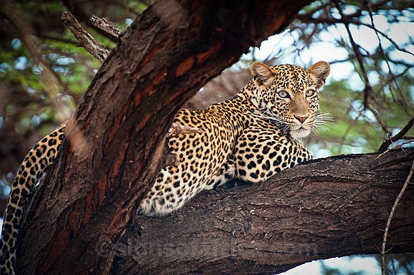 Leopard, Shaba, Kenya