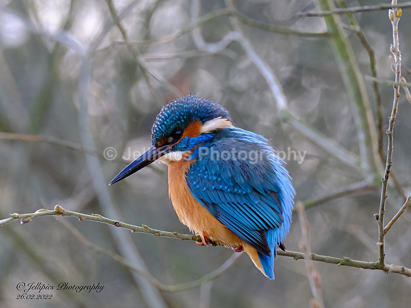  - Wildlife and Nature