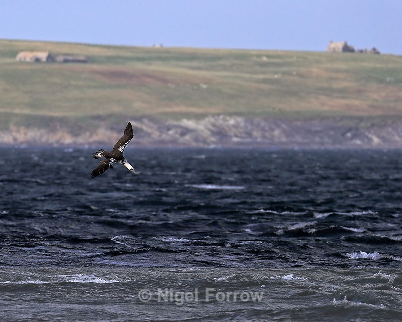 Gannet (immature) diving off Ness of Duncansby, Scotland - Gannet