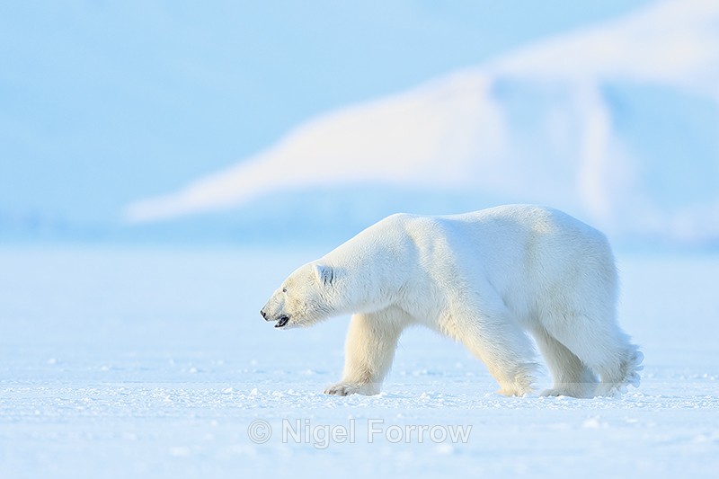 Male Polar Bear, side view, Svalbard, Norway - Polar Bear