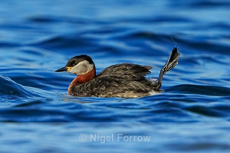 Red-necked Grebe, Farmoor Reservoir - Red-necked Grebe