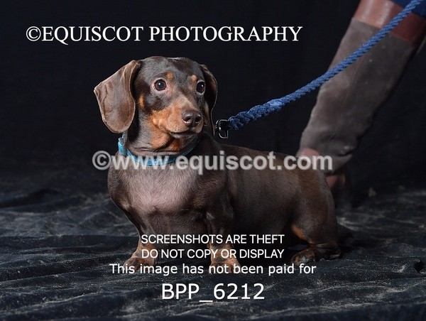 BPP_6212 - LESLEY GRANGER DOGS