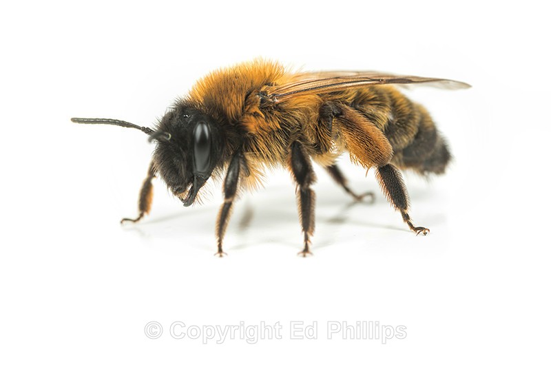 Andrena nigroaenea (f)