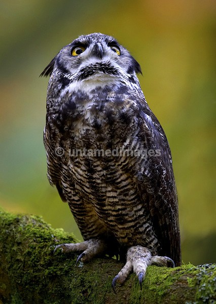 Great Horned Owl 1 - United Kingdom