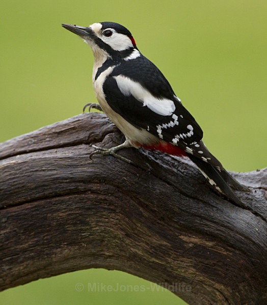 GS WOODPECKER (chap) REF WOOD 8 - 'WOODPECKERS'(Greater spotted woodpecker)