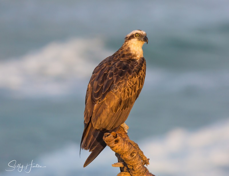 Osprey Golden 1