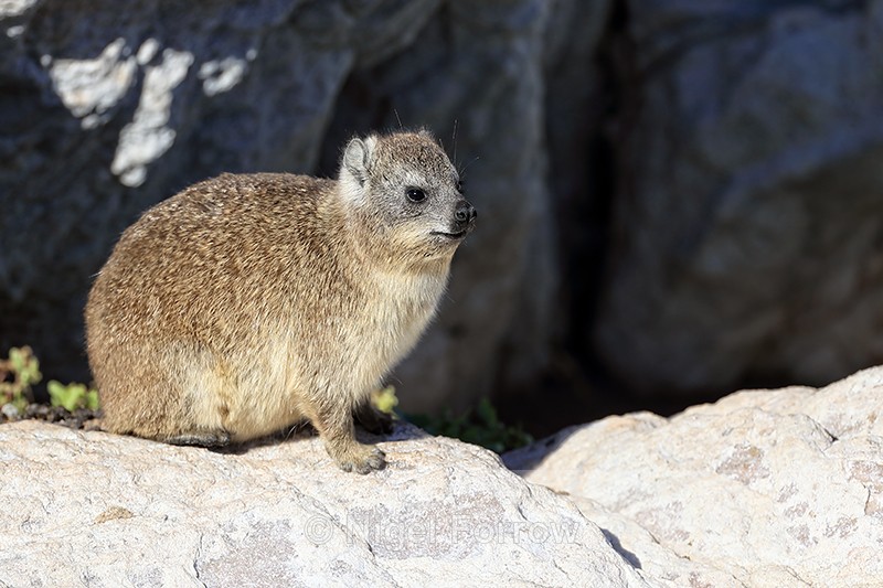 Dassie, Stony Point Nature reserve, South Africa - Hyrax