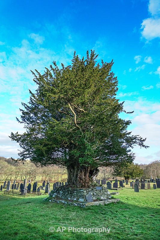 ACP02047-1 - Strata Florida Abbey
