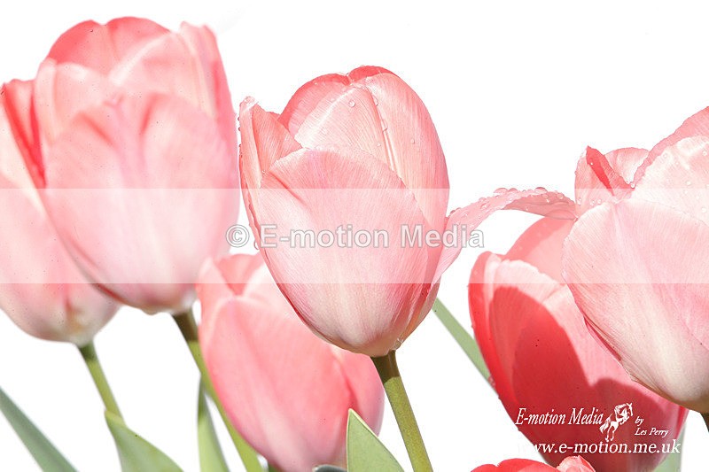 060420 -185493a - Nature