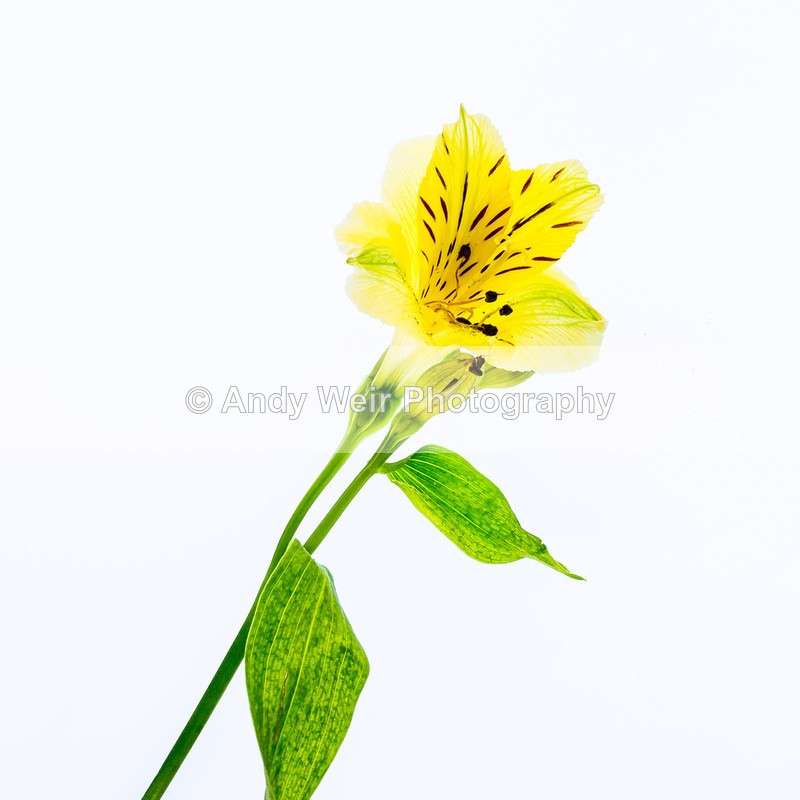 20160418-3K8A3350-4201 - Plants & Flowers