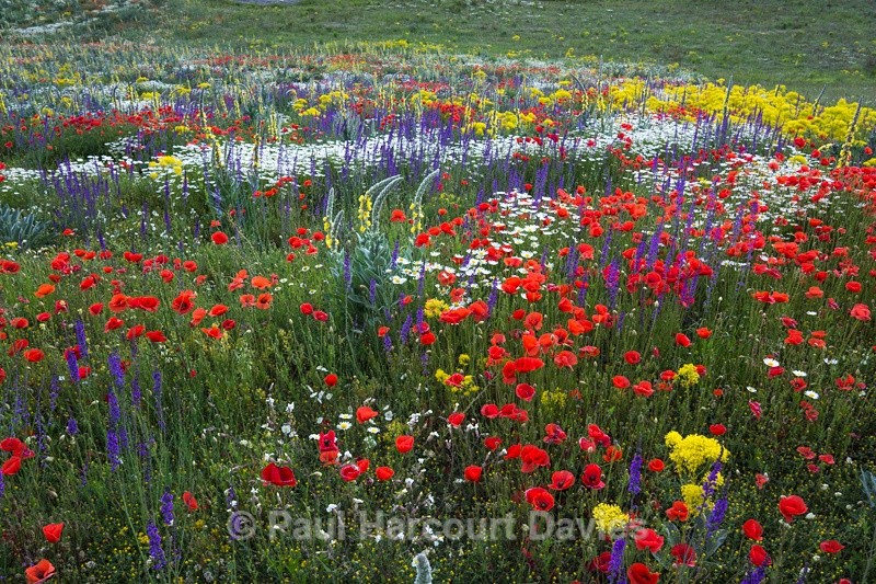  - Plants: wide-angle