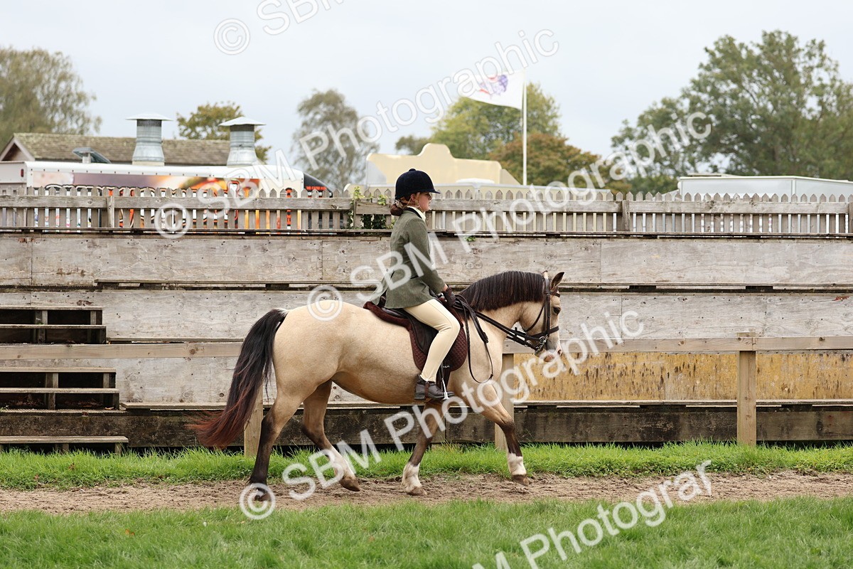 SBM_69576 - S62 - Mountain & Moorland Ridden Large Breeds
