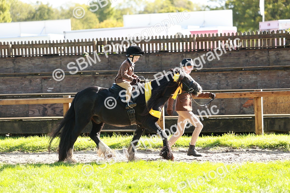 SBM_42112 - S32 - Mountain & Moorland Working Hunter Pony