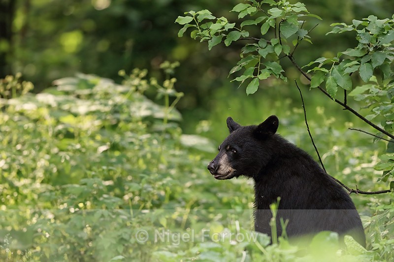 Young Black Bear sitting, Minnesota, USA - American Black Bear