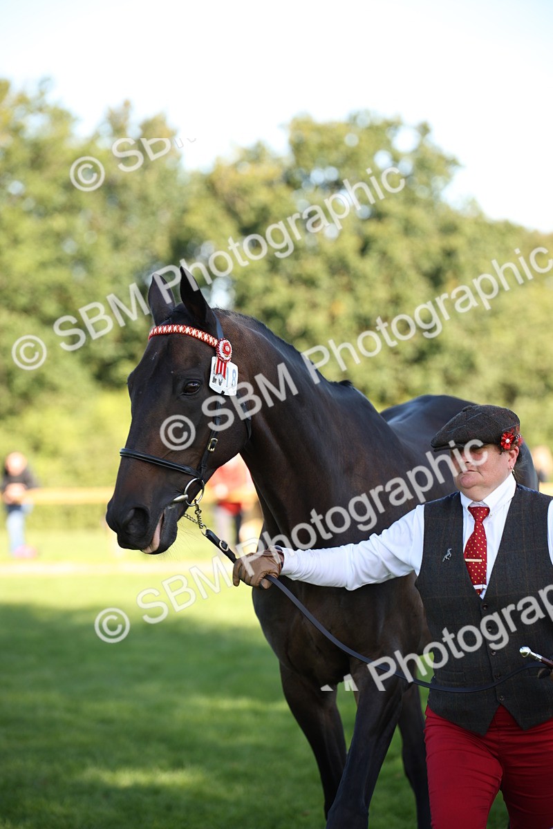 SBM_36625 - S10 - Best In Hand Horse & Pony