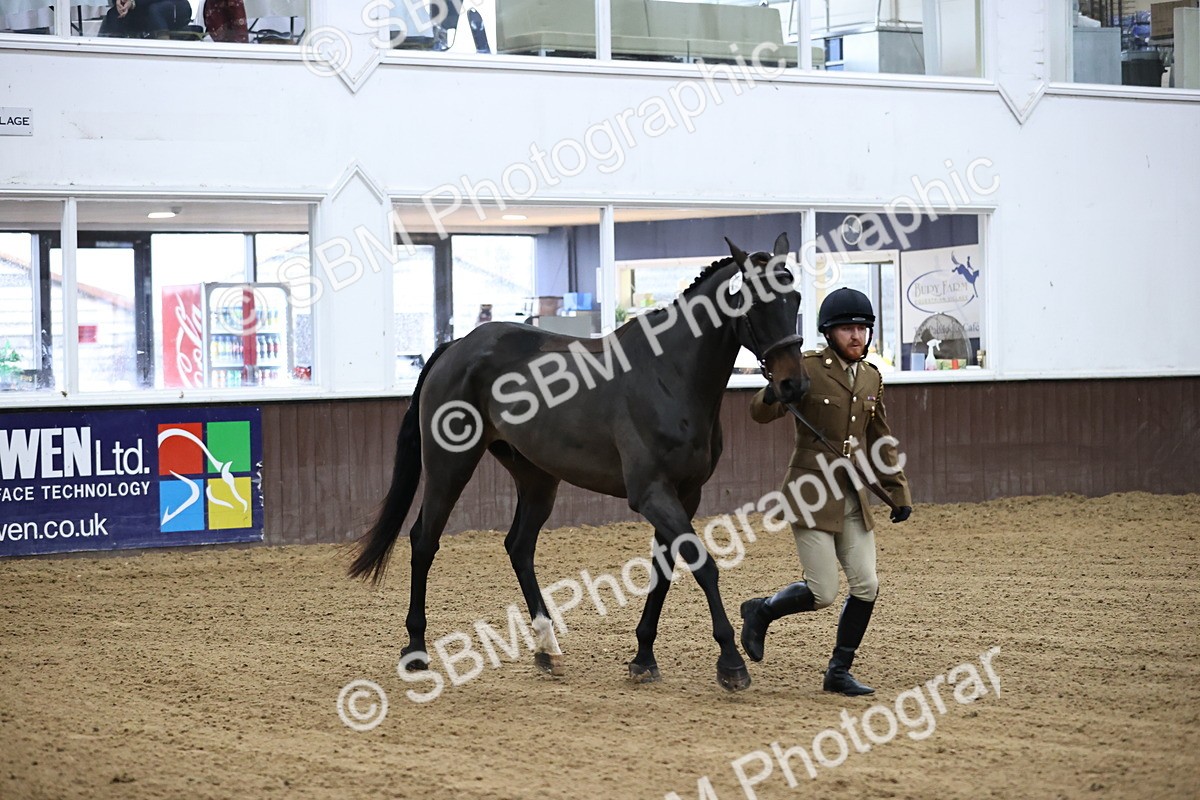 SBM_5208 - Class 39 - In Hand Gelding