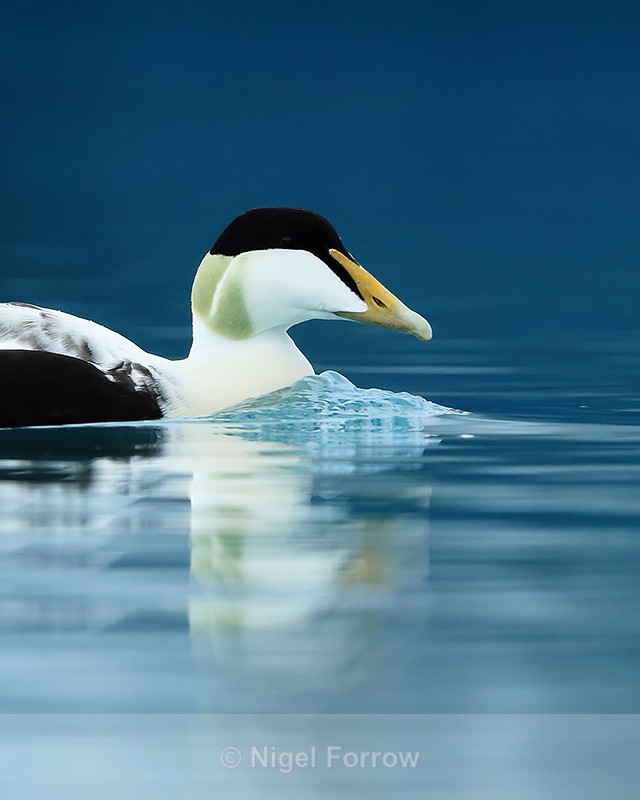 Eider (male) close, Jokulsarlon, Iceland - Eider