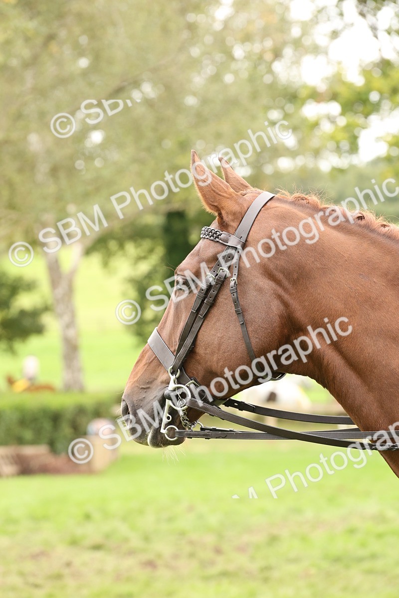 SBM_64316 - S65 - Riding Horse & Hack & Thoroughbred Ridden