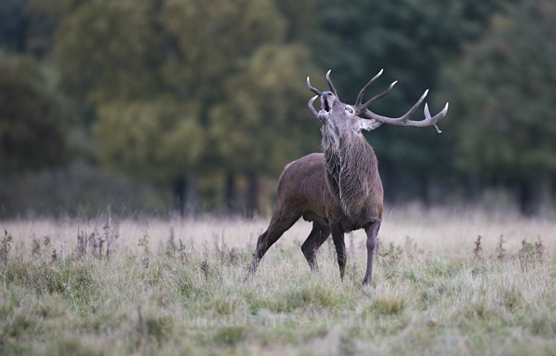 _H5X8779 Red Deer 'Rut' 2015 - New Deer Rut  2015