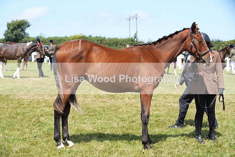 DSC06272 - Class 54: Hunter/Riding Horse/Hack 1 & 2 yr olds
