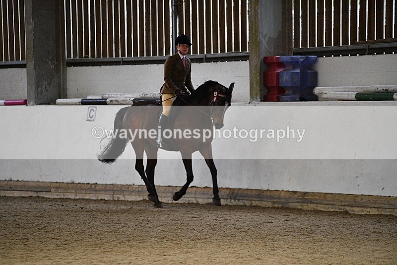 WJ5_8781 - Class 15 Ridden Show Horse