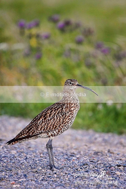 280620 -0012abc - Nature