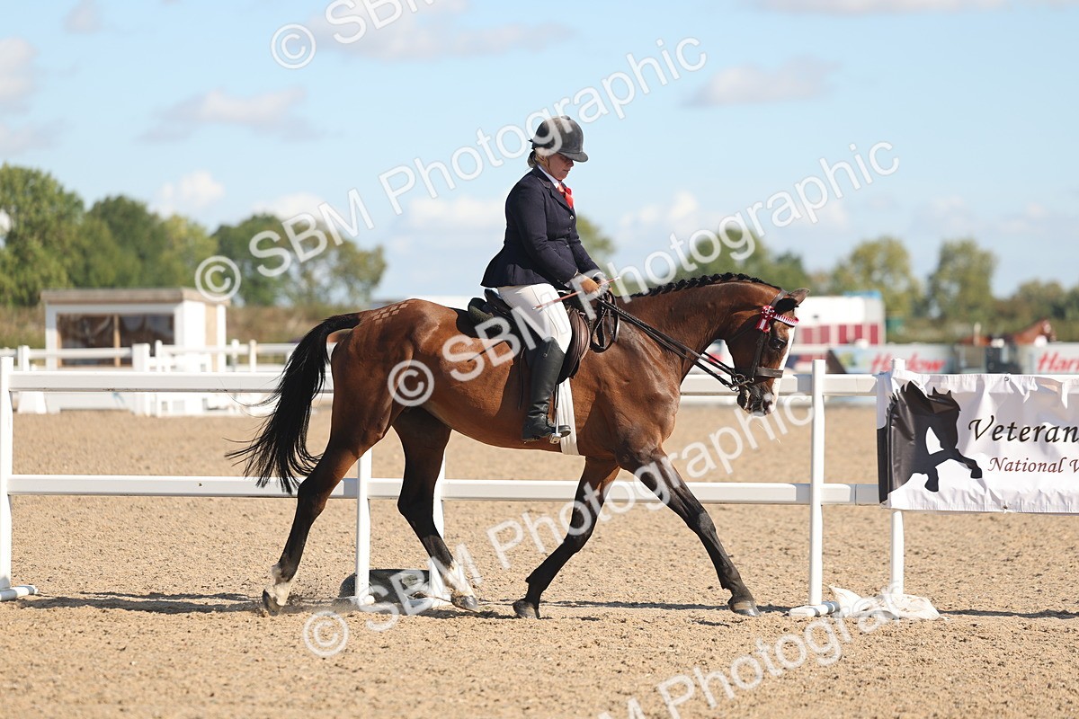 SBM_12992 - Class 305 - Ridden Foreign Breed Pure Bred