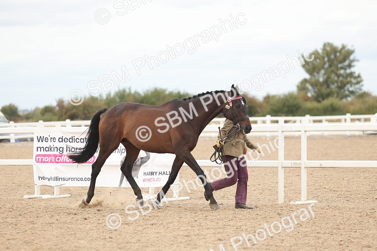 SBM_17053 - Class 313 - IH Retired Racehorse