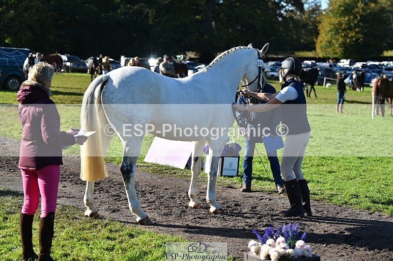 231022-110206-23674 - 509-WOODLANDS.SILVER.CLOUD-Karen.Cowling-TrotUp+SJ