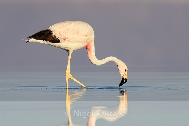 Andean Flamingo foraging, Chaxa, Chile - Andean Flamingo
