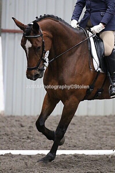 SIAL4756 - CAbin Dressage 5th july 2025