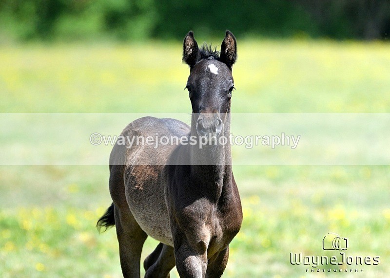 WJ5_4042 - Lyford Stud - Foals 01-06-25