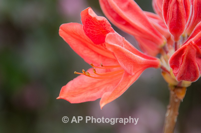 ACP_3426-1 - Plants
