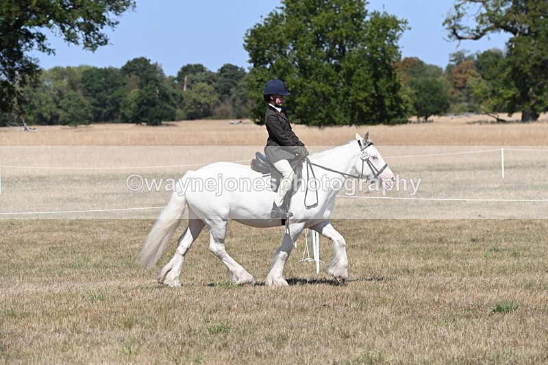 WJ6_8802 - Class 38 Ridden Riding Horse/Pony
