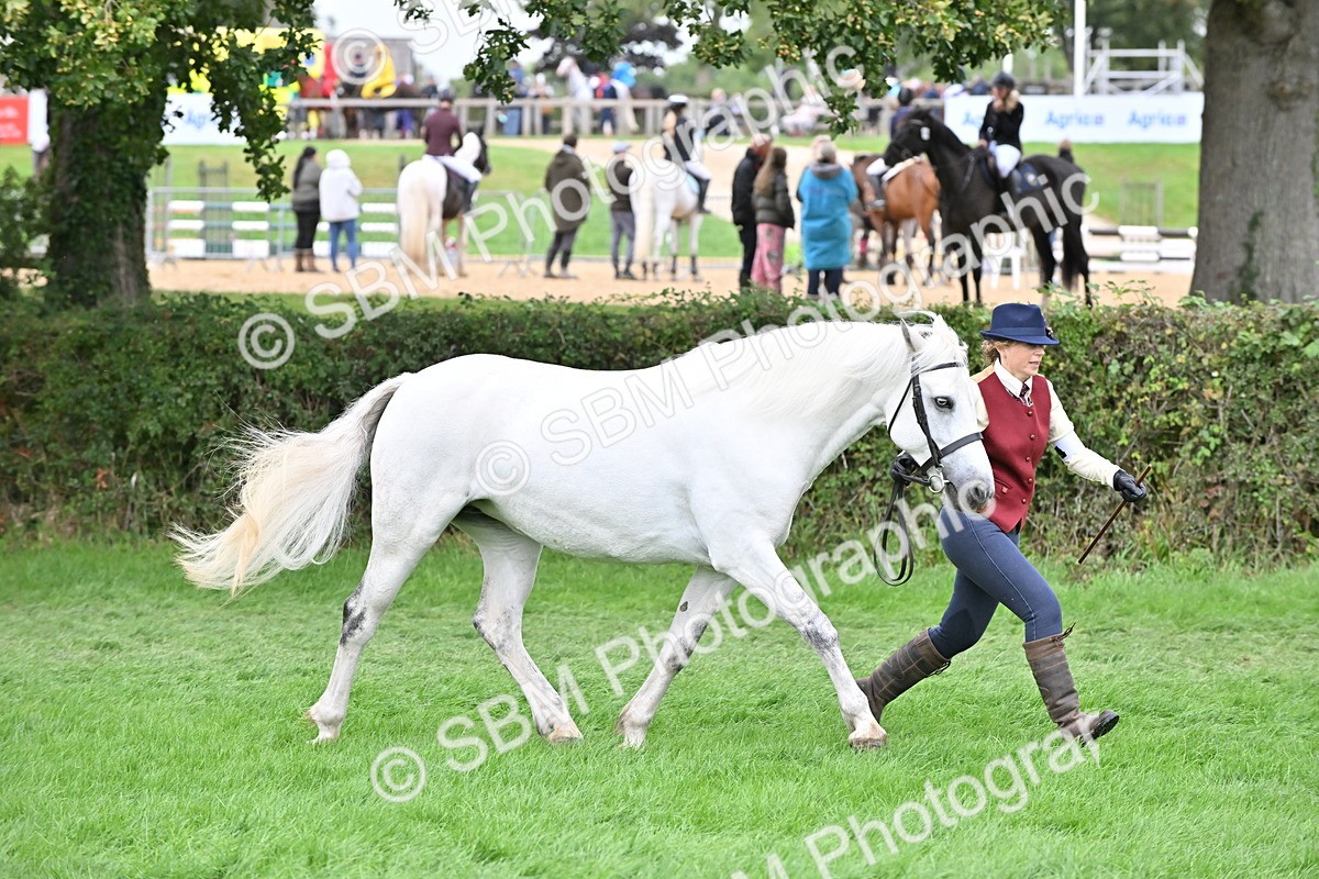 SBM_63280 - S49 - Mountain & Moorland In Hand Large Breeds