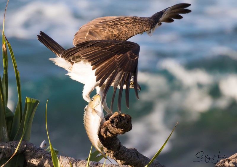 Osprey with Luderick 21