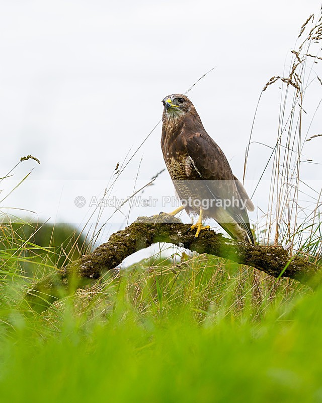 20140816-3K8A5223-3054 - Common Buzzard