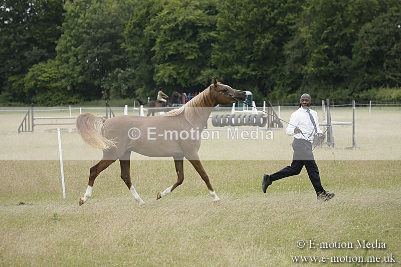 B230619-0844 - Bourne Valley Riding Club Summer Show 23/06/19