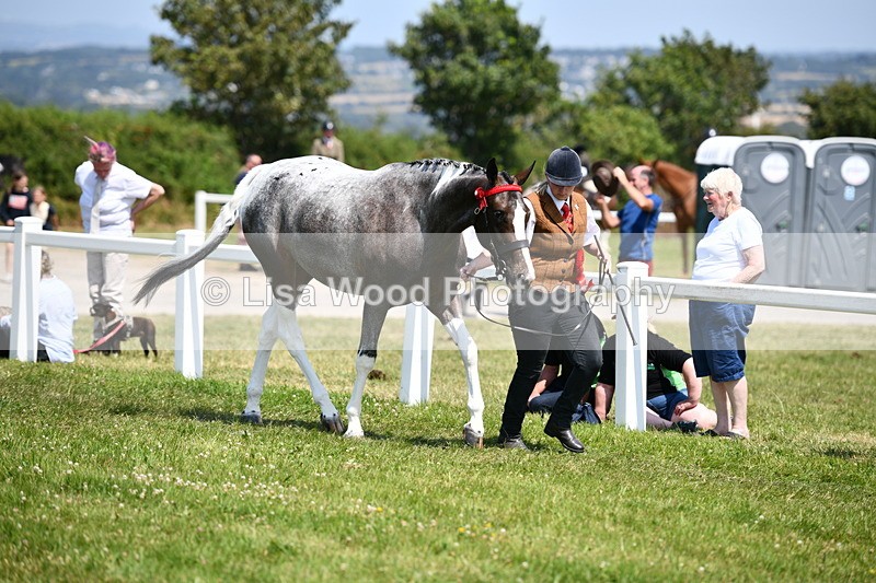 DSC_7899 - Coloured Horse In Hand Championship