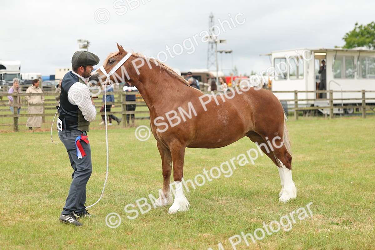 SBM_04988 - Class 50-57 - M&M Welsh Pony In Hand