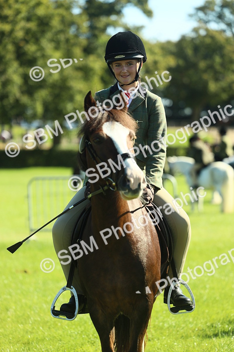 SBM_39051 - S29 - Novice & Newcomers Working Hunter Pony