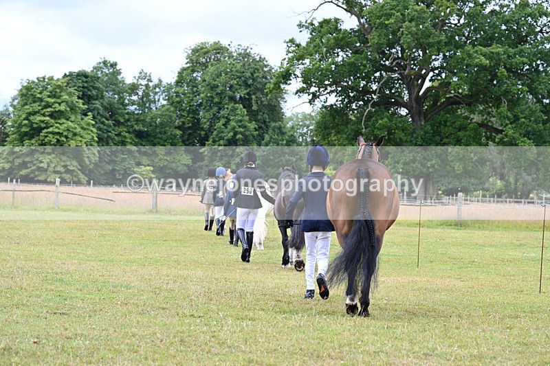 WJ7_6454 - Class 5 Handsome Gelding in hand