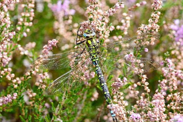 Male Southern hawker - Dragonflies & Damselflies