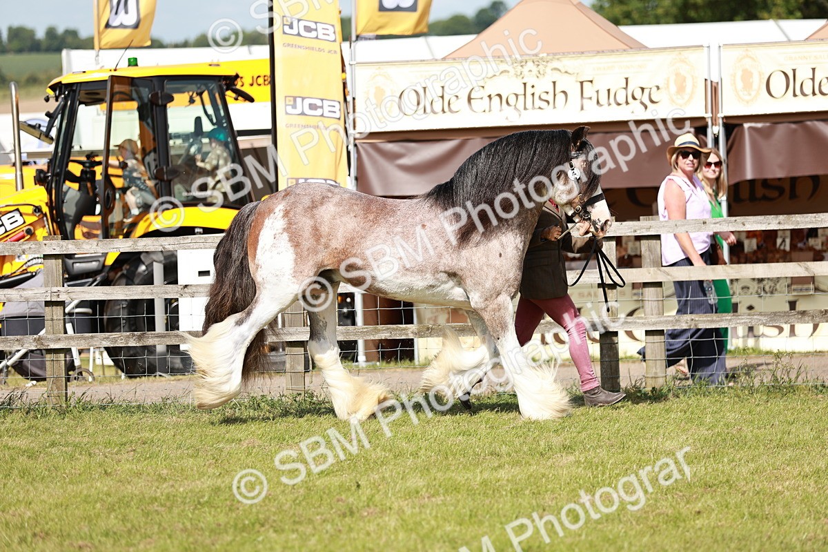 SBM_08788 - Class 63-65 - Traditional Gypsy Cobs In Hand & Ridden