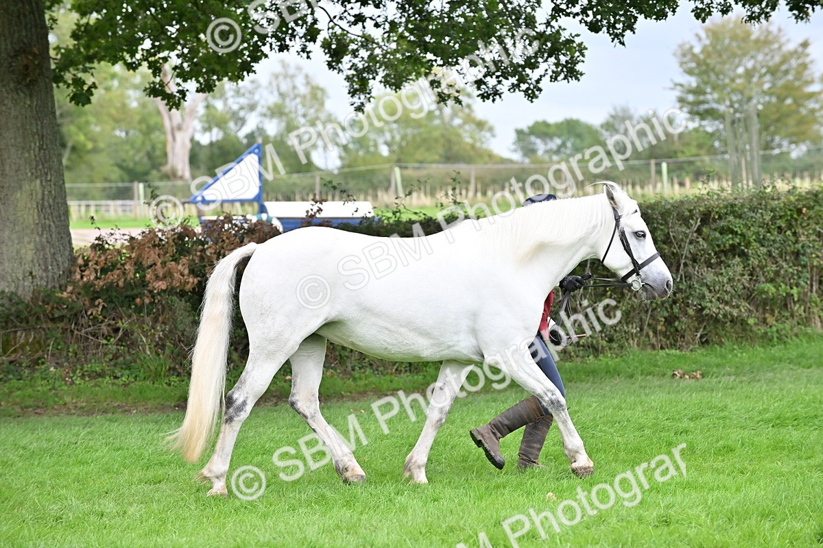 SBM_63284 - S49 - Mountain & Moorland In Hand Large Breeds