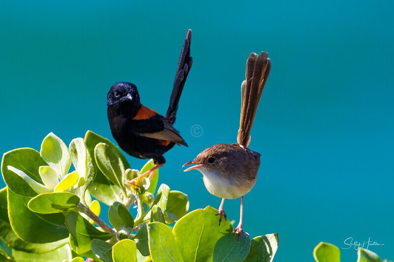 And then she said - Red-backed Fairy Wren