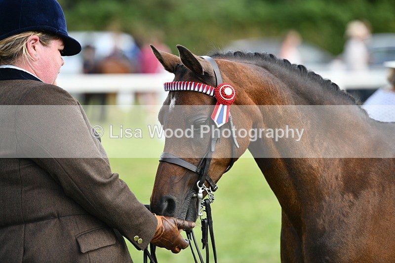 DSC_8483 - Class 69: Pure, Anglo & Part Bred In Hand Arab
