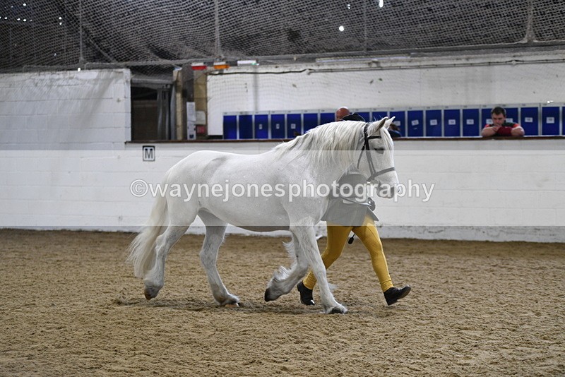 WJ5_4618 - Class 3 Part Bred In hand