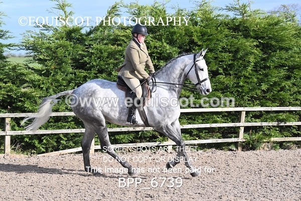 BPP_6739 - RING 1  (RIDDEN HORSES / IN HAND / VETERAN ETC)